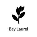 bay laurel tree illustration. Element of plant icon for mobile concept and web apps. Detailed bay laurel tree illustration can be Royalty Free Stock Photo