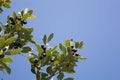 Bay Laurel tree (Larus nobilis) with fruit