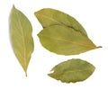 Bay leaf Royalty Free Stock Photo