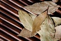 Bay leaf on bamboo. Royalty Free Stock Photo