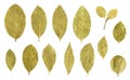 Bay leaf collection isolated on white Royalty Free Stock Photo