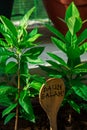 Bay Leaf or `Daun Salam` the herbal rich of aroma use as ingredient in many foods. Tropical herb tree