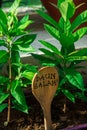 Bay Leaf or `Daun Salam` label on the wooden spatula.  The herbal rich of aroma use as ingredient in many foods. Tropical herb tre Royalty Free Stock Photo