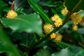 Bay leaf with flowers Royalty Free Stock Photo