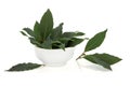 Bay Leaf Herb Royalty Free Stock Photo