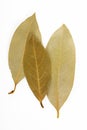 Bay leaf herb