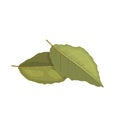 bay leaf herb cartoon vector illustration color sign