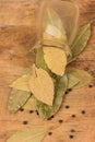 Bay leaf herb Royalty Free Stock Photo