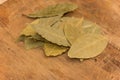Bay leaf herb Royalty Free Stock Photo