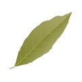 Bay leaf Royalty Free Stock Photo