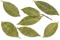 Bay leaf isolated on white background Royalty Free Stock Photo