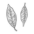 Bay leaf laurel sketch raster illustration