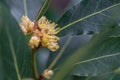 Bay leaf, Laurus nobilis, leaves and yellow-green flowers