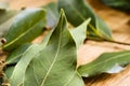 Bay leaf macro. Organic food