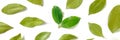 Bay leaf panorama. A pattern of dry laurel leaves with a couple of fresh ones Royalty Free Stock Photo