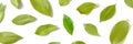 Bay leaf panorama. A pattern of dry laurel leaves with one fresh and bright one Royalty Free Stock Photo