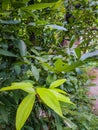 Bay leaf photography tej patta image, bay leaf tree