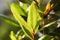 Bay leaf plant growing outdoors in the garden in sunlight Royalty Free Stock Photo