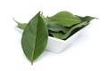 Bay leaf spice Royalty Free Stock Photo