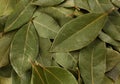 Bay leaf spice Royalty Free Stock Photo