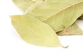 Bay leaf spice on white background Royalty Free Stock Photo