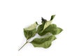 Bay leaf starting to dry isolated on a white background