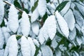 Bay leaf under the snow Royalty Free Stock Photo