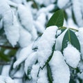 Bay leaf under the snow Royalty Free Stock Photo