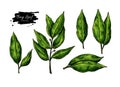 Bay leaf vector hand drawn illustration set. Isolated spice object. Seasoning laurel leaves