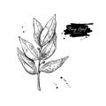 Bay leaf vector hand drawn illustration. spice object.