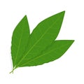 Bay leaf vector illustration on white background Royalty Free Stock Photo