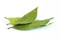 Bay leaves