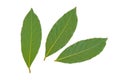 Bay leaves Royalty Free Stock Photo