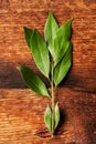 Bay leaves on a branch. Macro. Wooden background