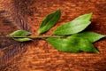 Bay leaves on a branch. Macro. Wooden background
