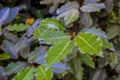 Bay leaves in the camping garden