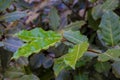 Bay leaves in the camping garden