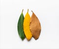 Bay leaves of different colors, representing domination of autumn over summer