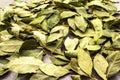 Bay leaves dried texture background