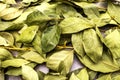 Bay leaves dried texture background