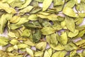 Bay leaves dried texture background