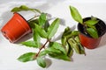 Bay leaves grown at home, bay shrub in pots, organically produced natural spice for the kitchen Royalty Free Stock Photo