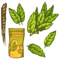 Bay leaves icons, sketch spices for cooking