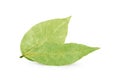Bay leaves isolated on white background Royalty Free Stock Photo