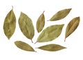 Bay leaves isolated on white background Royalty Free Stock Photo