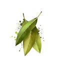 Bay leaves isolated on white background. Dry bay leaf. Dried laurel bay leaves in bundle. Herbs spices. Healthy food