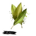 Bay leaves isolated on white background. Dry bay leaf. Dried laurel bay leaves in bundle. Herbs spices. Healthy food natural