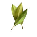 Bay leaves isolated on white background. Dry bay leaf. Dried laurel bay leaves in bundle. Herbs spices. Healthy food