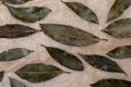 Bay leaves laurel as a background spices collection. On rustic background