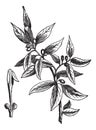 Bay leaves Laurus nobilis or sweet bay, vintage engraving